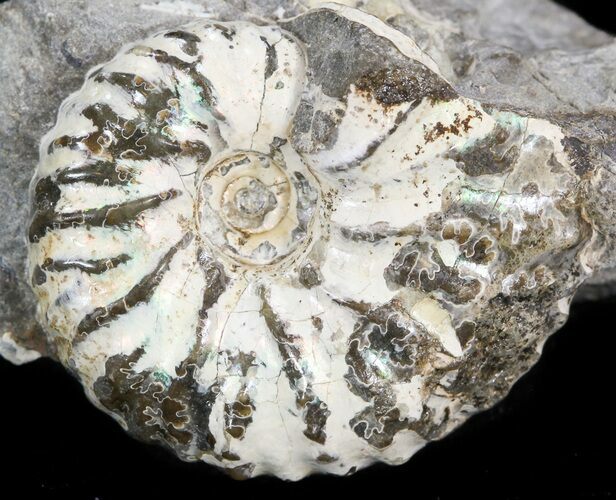 Hoploscaphites Ammonite - South Dakota #44043